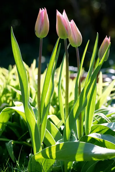 Štíhlé Tulipány Plném Slunci Zahradě — Stock fotografie