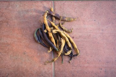 Bahçe fayanslarında kurutulmuş fasulye kabukları.