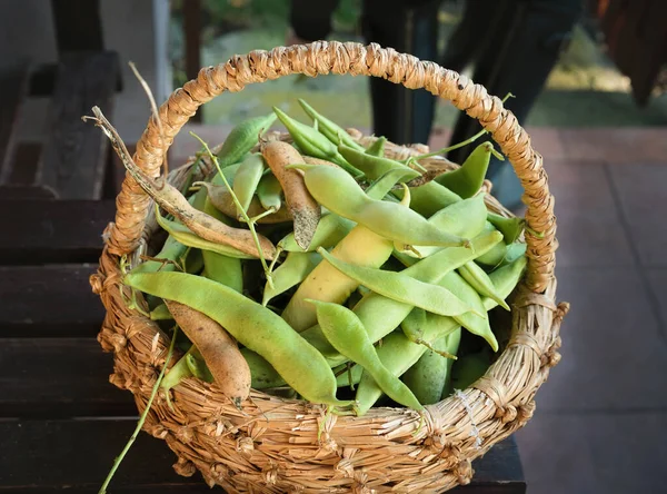 Bohnen Schoten Weidenkorb Auf Der Terrasse — Stockfoto