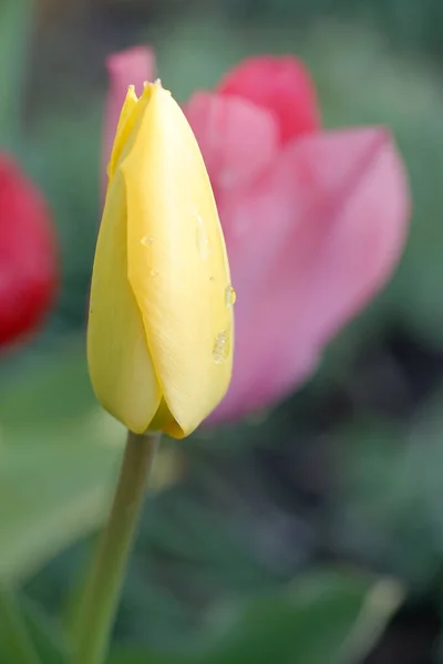 Tulipán Zeleném Pozadí — Stock fotografie