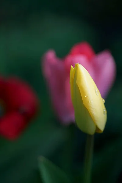 Tulipán Zeleném Pozadí — Stock fotografie