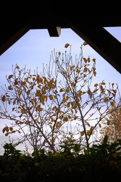 Uitzicht Herfstboom Van Het Huis Terras Avond — Stockfoto