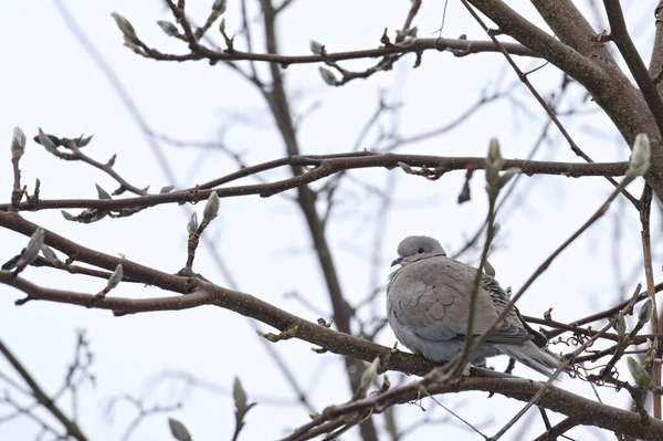 Grijze Euraziatische Kraag Duif Magnolia Tak Tuin — Stockfoto