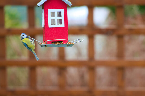 Евразийская синица (Cyanistes caeruleus) у фидера