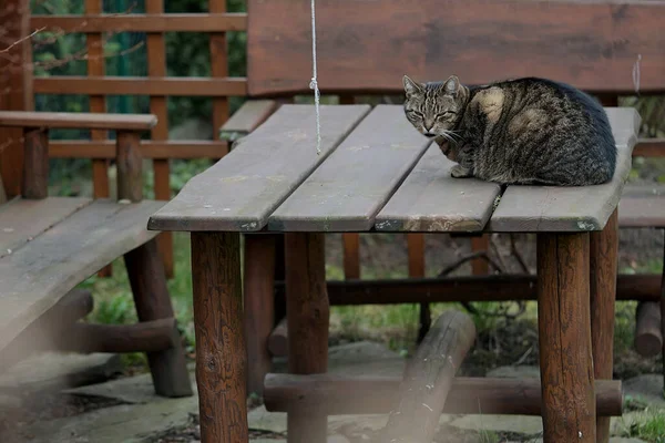 花园里桌子上的一只冷冰冰的无家可归的猫 — 图库照片