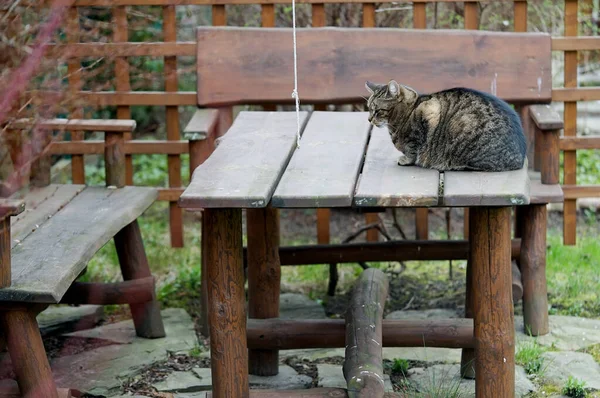 花园里桌子上的一只冷冰冰的无家可归的猫 — 图库照片
