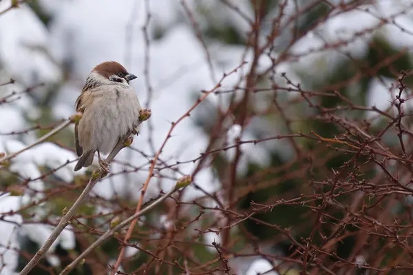 Mus Takken Van Een Struik Winter — Stockfoto