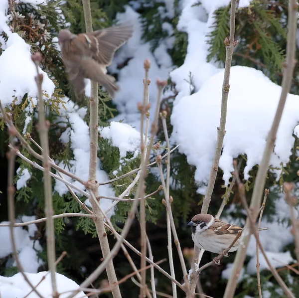 Mus Takken Van Een Struik Winter — Stockfoto