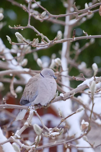 Gray Eurasian collared dove on branch in the garden