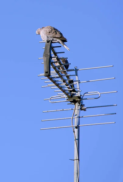Szary Eurazjatycki Gołąb Antenie Telewizyjnej — Zdjęcie stockowe