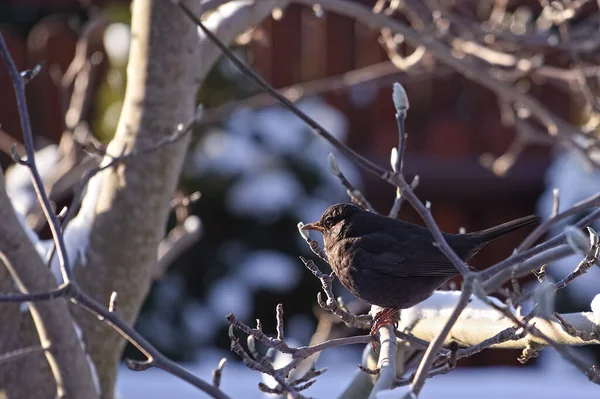 Melro Ramo Inverno Jardim — Fotografia de Stock