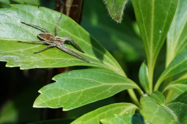 Örümcek Üzerindeki Bahçede Yeşil Yaprak — Stok fotoğraf