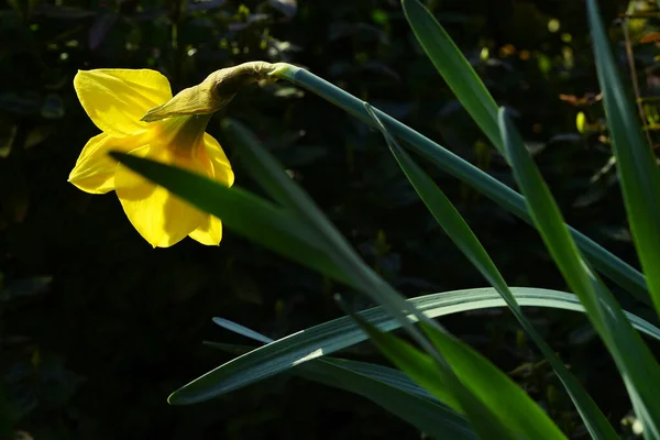 Žluté Narcisy Květ Tmavém Pozadí Zahradě — Stock fotografie