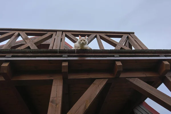 Gato Mono Maine Mira Hacia Abajo Desde Balcón Madera —  Fotos de Stock