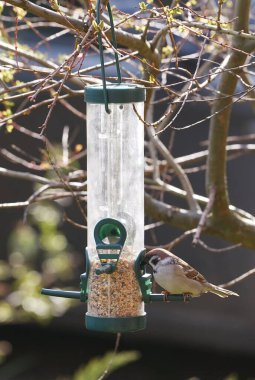 Şeffaf plastik tüpten yapılmış serçe. 