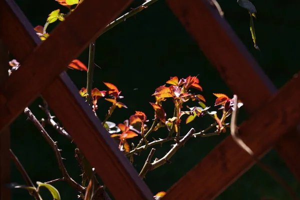 Hojas Rosas Jóvenes Pérgola —  Fotos de Stock