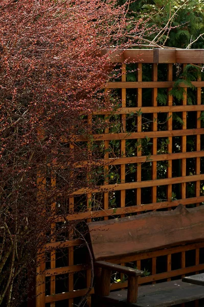 Arbusto Agracejo Fondo Cenador Jardín — Foto de Stock