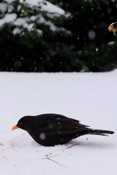 Mirlo Come Semillas Esparcidas Nieve — Foto de Stock