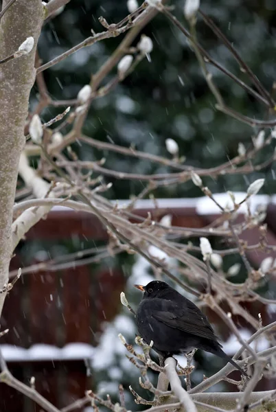 Kar Fırtınası Sırasında Ağaç Dalındaki Karatavuk — Stok fotoğraf
