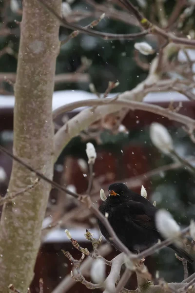 Merle Sur Une Branche Arbre Pendant Blizzard — Photo