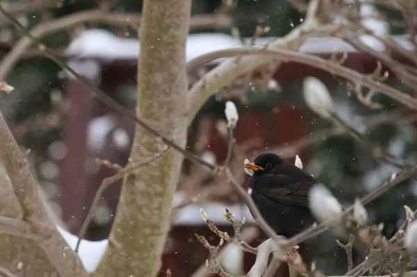 Merel Een Boomtak Tijdens Een Sneeuwstorm — Stockfoto