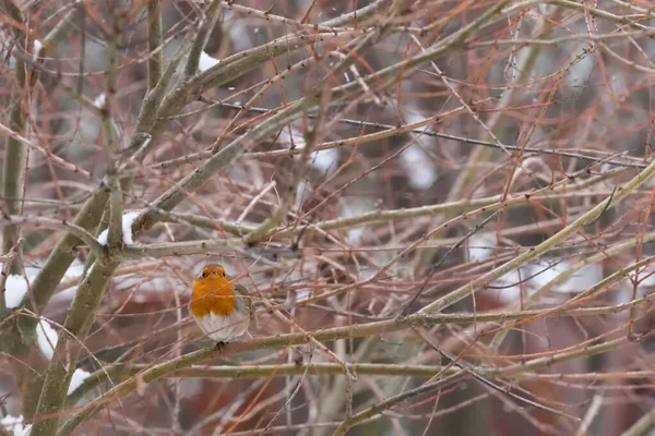 Robin bahçedeki bir söğüt dalına tünedi. 