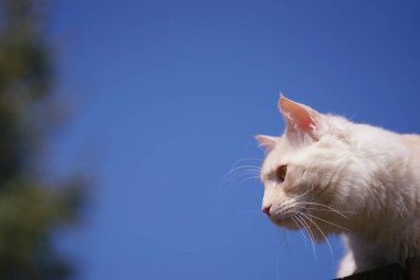 Gökyüzü arka planında bir rakun kedinin portresi 