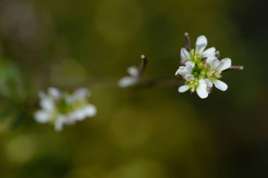 Bulanık arkaplanda küçük beyaz bir çiçek 