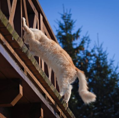 Maine Rakun Kedi balkondaki ahşap korkuluklara tırmanır. 