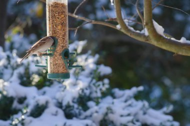 tahıl dolu bir besleyicide serçe. 