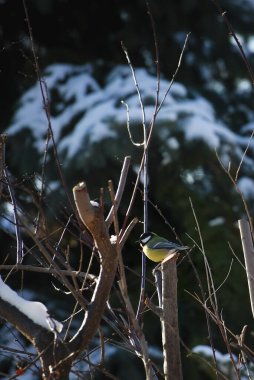 great tit on the tree