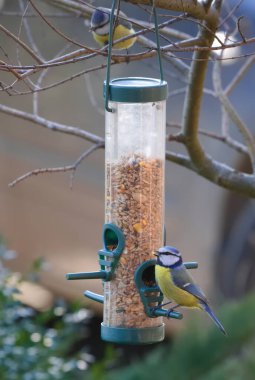 blue tit on a feeder filled with grain