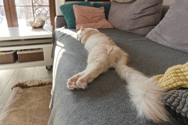 Maine Rakunu kanepede uyuyor. 