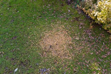 Baharın erken saatlerinde çimenler kuşlar için kirli tohumlar