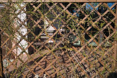 Gülün karışık dalları ilkbaharın başlarında buruşur.