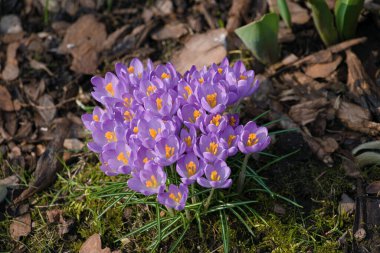 Bahçede yoğun bir mor timsah grubu var.