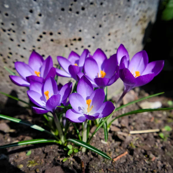 Плотная Группа Фиолетовых Крокусов Саду — стоковое фото