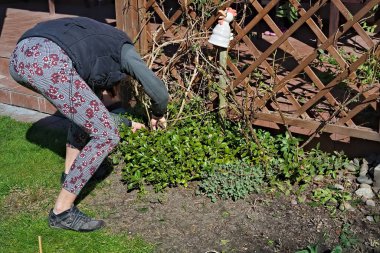 Kırsal bir evde sarmaşık buduyor. 