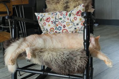 Maine Rakunu evde sallanan sandalyede uyuyor. 