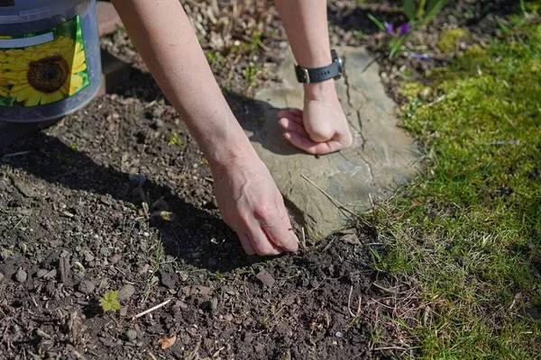 Mani Del Giardiniere Lavorano Primavera Giardino — Foto Stock