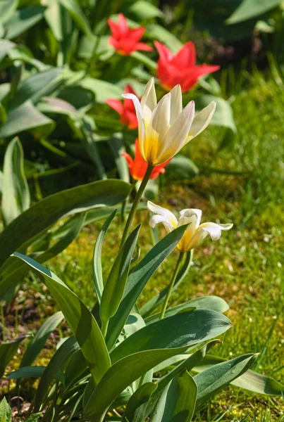 Detailní Záběr Bílého Květinového Tulipánu Jarní Zahradě — Stock fotografie