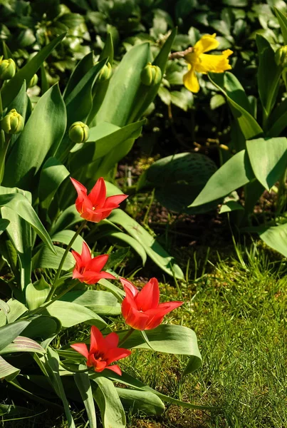 Červené Tulipánové Květy Plném Květu Zahradě — Stock fotografie