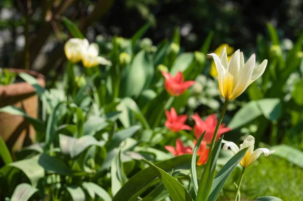 Detailní Záběr Bílého Květinového Tulipánu Jarní Zahradě — Stock fotografie