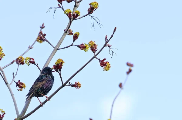 Estornino Macho Con Una Bata Apareamiento Una Rama Jardín — Foto de Stock