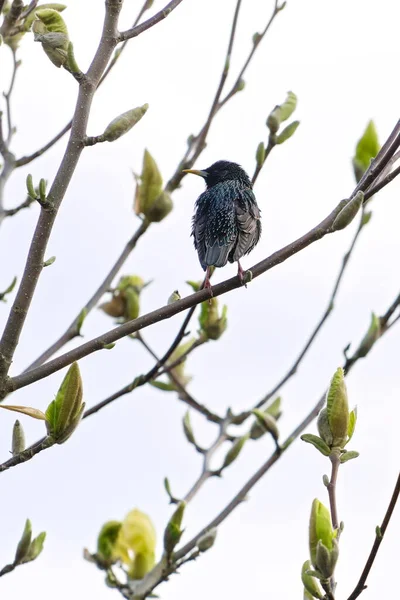 Masculino Starling Acasalamento Roupão Ramo Jardim — Fotografia de Stock