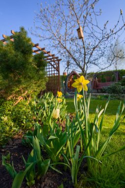 Bahar bahçesinin arka planında sarı çiçek nergisi 