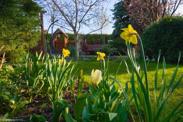 Жовтий Квітковий Нарцис Тлі Весняного Саду — стокове фото