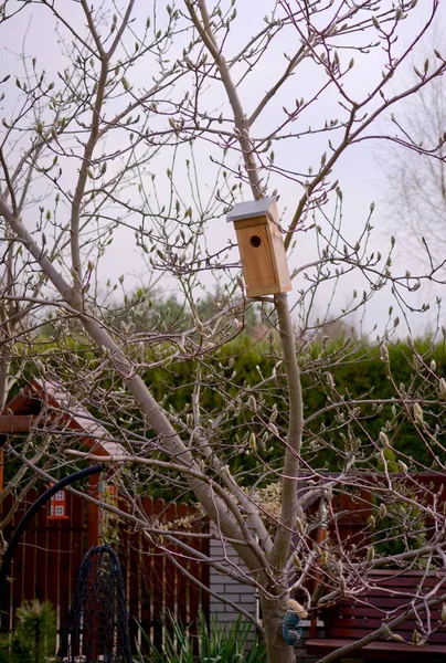 Vogelhuis Aan Magnolia Boom Voorjaarstuin — Stockfoto