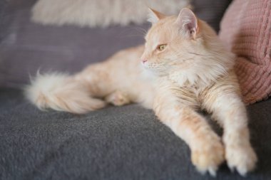 Maine Rakun Kedisi evde kanepede dinleniyor. 