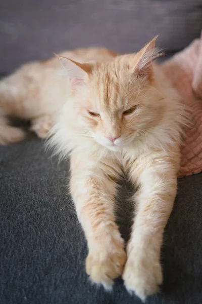 Maine Coon Cat Resting Home Lying Sofa — Stock Photo, Image